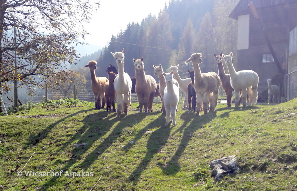 Besuch bei Wieserhof Alpakas