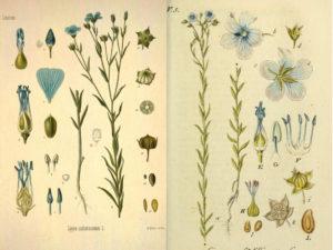 Botanische Zeichnungen von Leinpflanzen, Stängel, Blüten