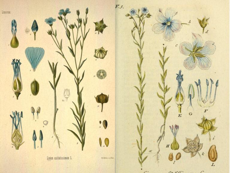 Botanische Zeichnungen von Leinpflanzen, Stängel, Blüten