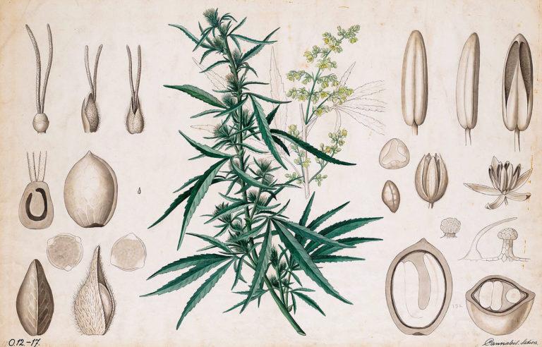 botanische Darstellung einer Hanfpflanze
