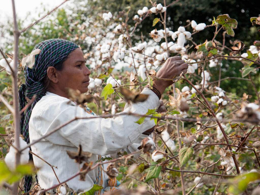 Indische Frau erntet am Morgen Baumwolle auf dem Baumwollfeld.