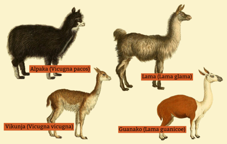 Alpaka, Guanako, Lama und Vikunja