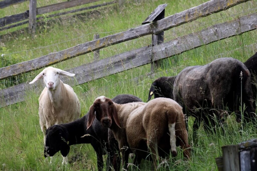 AUTwool, Teil 1: Von der Wolle, mit Roland Taferner (Podcast #034)