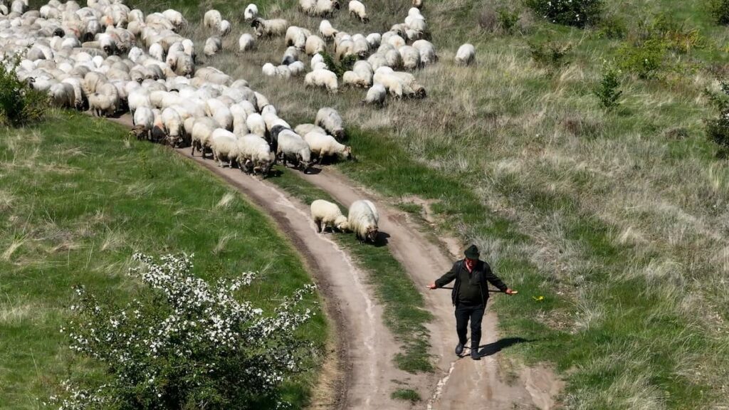 AUTwool, Teil 2: Wolle in Europa, mit Walter Aigner (Podcast #036)